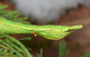 Acanthoxyla prasina (Westwood, 1859): copyright Paul Brock. female form 'intermedia', ex. England: Cornwall reared by Alan Hendy. January 2013. (Otu).