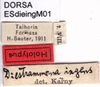 CollectionObject 1537525; 5a347a9b-7b36-4ba0-a6df-cf0b718ebd22: labels (holotype). (CollectionObject).