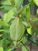 Walaphyllium monteithi (Brock & Hasenpusch, 2003): copyright Jack Hasenpusch. female, culture stock January 2014. (Otu).