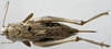 CollectionObject 1571854; 0374b83d-bc60-4086-b73b-46a2a56e35f6, MNHN-EO-ENSIF825: female dorsal (syntype). (CollectionObject).