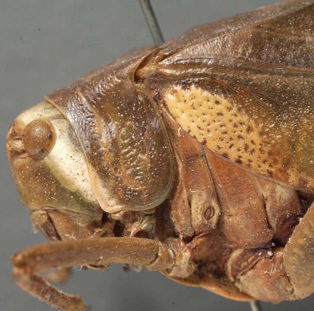 female head and pronotum, lateral view (syntype). Depicts CollectionObject 1505652; 09ec79f1-9a5f-4bef-b483-58c518b36a90, a CollectionObject.