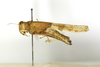 CollectionObject 1593051; 6bf2afeb-c577-49f9-925a-c9e35138ea86: female, lateral view (paratype). (CollectionObject).