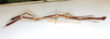 CollectionObject 1557441; 10b72a10-b96f-4266-aff4-61e1977aa9ef: copyright ETHZ. female, lateral view (holotype). (CollectionObject).