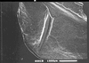 Pantecphylus (Pantecphylus) cerambycinus Karsch, 1891: male stridulatory file. (Otu).