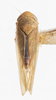 Habitus, dorsal view on Idiodonus rufescens (Osborn, 1915): (Observation).