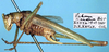 CollectionObject 1517298; e91c73fb-f4e5-47e1-a9eb-5eac35f9ac05: male, lateal view (holotype). (CollectionObject).