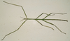 Arphax Stål, 1875: original publication, Charpentier 1845. male of Arphax australis [type species]. (Otu).