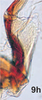 Connective on Bretega orbiverpa Stiller, 2017: Connective. (Observation).