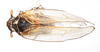 Habitus, dorsal view: !! display not done !! on Isodelphax basivitta (Van Duzee, 1909): (Observation).