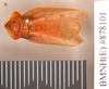 Zuluia abscissa (Walker, 1868): Holotype, unsexed, dorsal. BMNH(E)#878101. (Otu).
