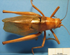 CollectionObject 1538287; ca4c963a-fa3e-462e-a2c4-4ce2579a4164: female, dorsal view (holotype). (CollectionObject).