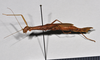 CollectionObject 1559854; NTUC 742, others barcoded, 616422ea-83f3-438c-83a2-d178842e7333: copyright NTUC. female, lateral view (syntype). (CollectionObject).