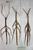 CollectionObject 1562530; 7211bf31-6398-4527-b9e8-f37731925581: copyright MHNG Geneva. female of synonym Bacteria antillarum (syntypes). (CollectionObject).;CollectionObject 1562531; b46571e8-605a-48f4-bfd4-05a52ca80eb2: copyright MHNG Geneva. female of synonym Bacteria antillarum (syntypes). (CollectionObject).