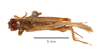 CollectionObject 1523616; cc0ef9bb-1f9c-4083-a25f-db8784b81fe0: male, dorsal view (holotype). (CollectionObject).