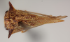 Habitus, dorsal view on Alchisme costaricensis Goding, 1929 now Alchisme apicalis (Walker, 1851): (Observation).