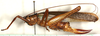 CollectionObject 1544457; 13503024-a3ad-4810-bca1-5527f7414ca2: female, lateral view (paratype). (CollectionObject).