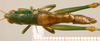 CollectionObject 1537803; 308dcdda-f231-4cd3-9e10-4896fba240dd: female habitus dorsal view (paratype). (CollectionObject).