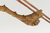 CollectionObject 1579444; cf7c8766-34dd-41a5-91de-53486e1f214a: copyright ZMUH, Hamburg. male: end of abdomen, lateral view (syntype). (CollectionObject).