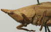 CollectionObject 1535038; 52052e5a-2fc6-48f8-829e-a9d8ab7a1da0: male head and pronotum, lateral view (holotype). (CollectionObject).