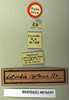 Latindia castanea Brunner von Wattenwyl, 1893: Copyright Natural History Museum, London. Labels from holotype (sex unknown) in BM(NH). (Otu).