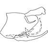 Pygofer, lateral view on Dikrella (Dikrella) dentata Ruppel & DeLong, 1953: Genital capsule, lateral view. (Observation).