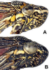 Head on Cuerna alpina Oman & Beamer, 1944: Head and thorax in lateral view. <B>A.</B> U.S.A., Nebraska, Halsey, UNAL.<B>B.</B> Canada, Saskatchewan, Milk River, CNC. (Observation).