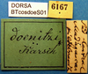 CollectionObject 1500715; ba4daad8-bb80-4c16-b77a-f8aaa6dd5e06: labels (syntype). (CollectionObject).