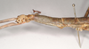 CollectionObject 1559877; NHMUK(SF IMPORT DUPLICATE) 845086, cec9353d-0311-4129-b4c7-132ab6f7d6e5: copyright Natural History Museum, London. female: head and thorax, lateral view of synonym Monandroptera inuncans (lectotype). (CollectionObject).