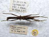 CollectionObject 1561578; ebcd843b-dc07-46ea-ba8d-39fdc0e196a2: copyright LKCNHM, Singapore. male, dorsal view (paratype). (CollectionObject).