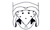 Sclerophilacris corticola Descamps, 1976: Fig. 50. male abdomen tip, dorsal view. (Otu).