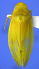 Habitus, dorsal view on Carapona eximia (DeLong & Freytag, 1975): Male [DZRJ]: habitus, dorsal view. (Observation).