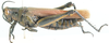 Eupropacris fumida (Walker, 1870): female, lateral view. (Otu).