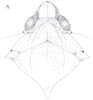 Head: !! display not done !! on Cixidia (Epiptera) lapponica (Zetterstedt, 1837): (Observation).