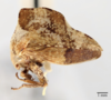 Habitus, lateral view: !! display not done !! on Telamonanthe pulchella (Ball, 1903): (Observation).