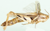 Melinocatantops somalicus (Sjöstedt, 1931): female, lateral view. (Otu).