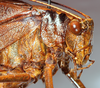 CollectionObject 1592236; 59d9c72d-a982-49f0-832f-78a214b4d8fd: male, head and pronotum, lateral view. (CollectionObject).