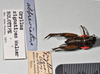 CollectionObject 1517613; 343a7801-c8c9-4d06-ba53-c87648893d99: copyright Natural History Museum, London. juvenile male (holotype of Gryllus signatipes ). (CollectionObject).