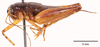 CollectionObject 1523729; d228cabd-fe4c-40ee-b581-141509ab95a0: male, lateral view (holotype). (CollectionObject).