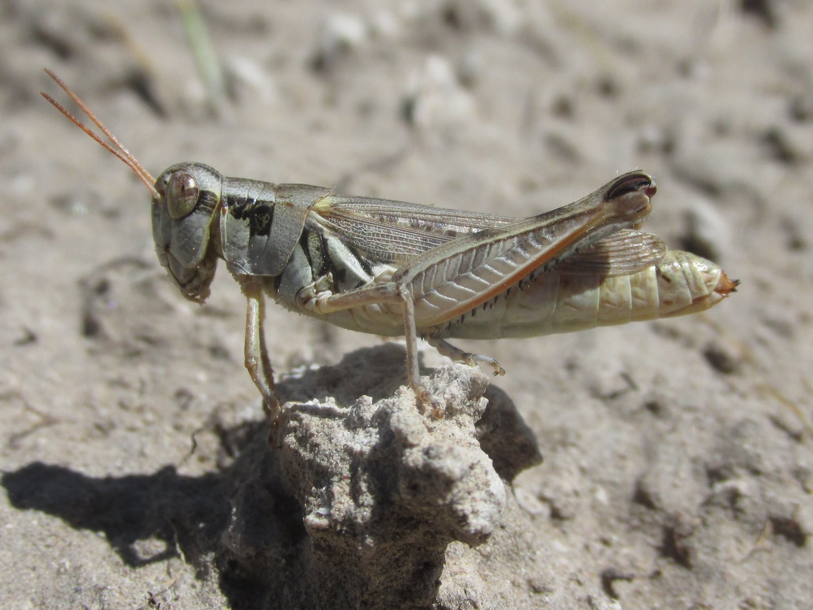 female (Pleasant Ridge Road, about 4 miles north of Harrison, Nebraska, 23 June 2020). Depicts Melanoplus confusus Scudder, 1897, an Otu.