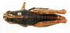 CollectionObject 1564379; 2378aa5d-1ec6-4349-8073-3894d15147ab: female, dorsal view (paralectotype). (CollectionObject).