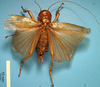 CollectionObject 1538306; f2a8e4d0-e473-4613-be65-2fded8c4be0e: female, dorsal view (holotype). (CollectionObject).