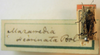 CollectionObject 1585624; c0fad0e6-7080-4850-8668-6d61af1da0c6: male, dorsal view (syntype). (CollectionObject).