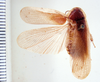 Litopeltis calverti Rehn, 1928: Photo taken by Heidi Hopkins. (Otu).