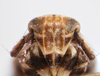 Head: !! display not done !! on Pissonotus frontalis (Crawford, 1914): (Observation).