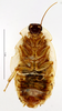 CollectionObject 1587304; MNHN(SF IMPORT DUPLICATE) MNHN-EP-EP1268, 2982acdf-e2a6-4872-b9e9-84c5fb72e41f: CC BY-NC-ND 4.0/MNHN - Depraetere Marion - 2014. Holotype, female, of guyanense Grandcolas, 1993. Specimen number: MNHN-EP-EP1268. http://coldb.mnhn.fr/catalognumber/mnhn/ep/ep1268. (CollectionObject).