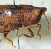 CollectionObject 1498695; 92395aed-5f50-4158-9292-b1a470e0c917: male head and pronotum, lateral view. (CollectionObject).