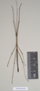 CollectionObject 1559547; NHMUK(SF IMPORT DUPLICATE) 844768-770, a87c5e59-0d66-4cec-b986-7bc2f5651291: copyright Natural History Museum, London. male of synonym Lopaphus langkawicus (paratype). (CollectionObject).