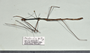 CollectionObject 1597613; 23ffff4b-6ca5-47a6-beab-7c2608ea731a: copyright QM. male, dorsal view (paratype). (CollectionObject).