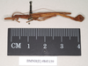 CollectionObject 1561307; 65787e1d-43b2-44c6-9dc1-3cf6b807841b: copyright Natural History Museum, London. male, lateral view of synonym Presbistus ridleyi (paralectotype). (CollectionObject).