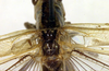 CollectionObject 1500319; 20b87e34-3d52-4fd7-af1b-920d66478a52: male, stridulatory apparatus (holotype). (CollectionObject).